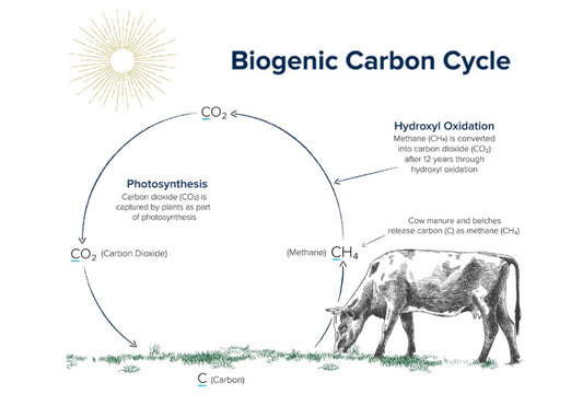 Carbon neutral cows