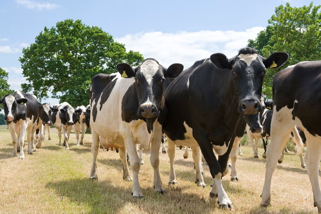 Cows